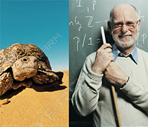 NL_RV_Schildkröten