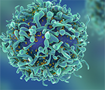 3D Illustration von T-Zellen (c) Shutterstock Fusebulb