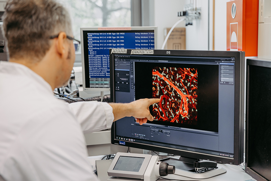 Unter dem High-End-Mikroskop leuchten die Mastzellen rot und die Dendritischen Zellen grün (c) Jana Dünnhaupt_Uni Magdeburg
